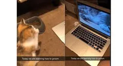 Pequeño gato aprende a limpiarse solo viendo un tutorial que le puso su dueña