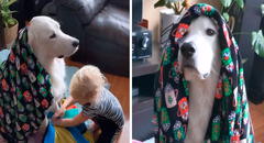 Pequeña protege a su perro con sus frazadas para evitar que sufra por el frío