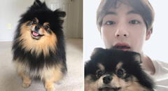 Yeontan y Taehyung: el día en que V presentó a su mascota ante ARMY