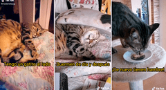 Joven compone “Será porque te amo” en versión gatuna dedicada a su mascota