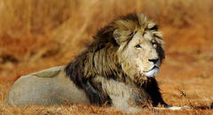 ¿Qué significa soñar con leones? Conoce por qué esto ocurre