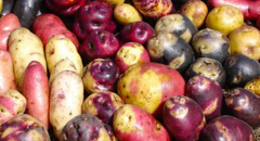 Papa peruana: conoce cuáles son las variedades más usadas en las cocinas del Perú
