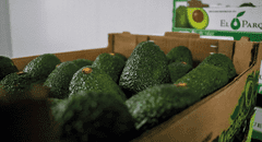 Tipos de palta: conoce las variedades de este fruto y cuáles se cultivan en el Perú