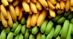 Conoce los 6 tipos de plátano favoritos de los peruanos