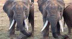 Mamá elefante vigila atentamente a su bebé mientras toma una siesta