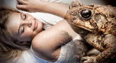 ¿Qué significa soñar con sapos y ranas? ¿Es un bueno o malo?