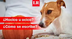 ¿‘Hocico’ u ‘ocico’? Conoce cómo se escribe esta palabra y qué significa