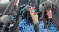 Encantador perrito disfruta de un Puppuccino de Starbucks en el automóvil de su dueña