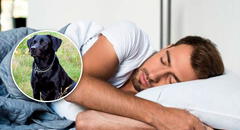 ¿Debo preocuparme si me tocó soñar con un perro negro?