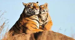 Soñar con tigres: ¿cuáles son las razones y su significado?