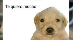 ¿Qué pasó con el perrito que protagoniza el meme “Te quiero mucho”?