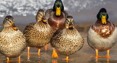 Soñar con patos: ¿la aparición de estas aves se relaciona con algo positivo?