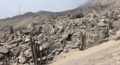 Lanzan guía turística de lomas del cerro Campana en Trujillo