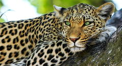 Soñar con leopardos: ¿la aparición de estos felinos se vincula con algo positivo?