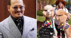 Johnny Depp recibió visita de alpacas: ¿qué hay tras esto y qué tiene que ver con Disney+?