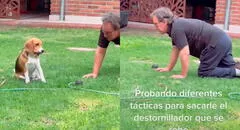 Perrito travieso roba un destornillador y su dueño hace de todo para recuperarlo