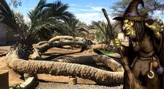 La palmera de 7 cabezas: una atracción turística de Ica conocida por sus misterios