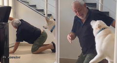 Abuelito finge ser un perrito y le enseña a su mascota cómo abrir la puerta con las patas