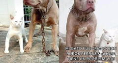 Gato es criado junto a pitbulls y su dueña cree que felino tiene problemas de personalidad