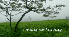 Lomas de Lachay: ¿cuánto cuesta, cómo llegar y cuál es la mejor época para visitar la reserva nacional?