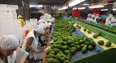 Ley Chlimper 2.0: aprueban dictamen que beneficia a agroexportadoras con impuesto reducido