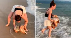 Mujer encuentra un pez globo que estaba enterrado en la arena y lo ayuda a regresar al mar