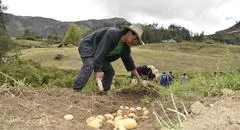 Gobierno dirige S/1.100 millones para la reactivación del agro