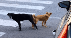 ¿Por qué no se debería separar a los perros que se quedan ‘pegados’ después de aparearse?