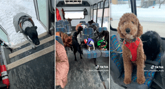 Bus exclusivo para perros sorprende a miles en TikTok: "Parecen compañeros de colegio"