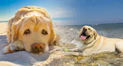 Los perros no sudan: ¿cómo es que esto podría ser mortal si es que lo llevo a la playa?