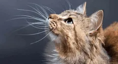 ¿Por qué nunca debes cortar los bigotes de tu gato? Conoce la verdadera razón