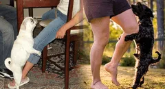 ¿Sabías que tu perro no siempre monta tu pierna por motivos sexuales? Conoce las razones