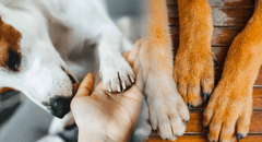 ¿Por qué las patas de tu perro tienen un olor particular y cuándo debes preocuparte?