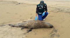 ¿Has visto un lobo marino varado en la playa? Esto debes hacer si encuentras uno