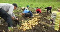 Piura: agricultores siembran papa con semilla botánica para no depender del sur peruano