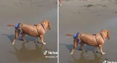 Captan a perrita con bikini en la playa y se roba las miradas: “Qué regia”