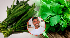¿En qué se diferencian el cilantro y el culantro, y cuál es la que suele ser confundida con el perejil?