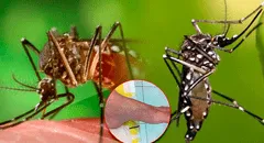 ¿Cómo se transmite la chikungunya y cuáles son los signos de alarma, según la OMS?