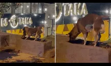 Juntos hasta el final: perrito entierra el cuerpo de su amigo gato atropellado por un auto