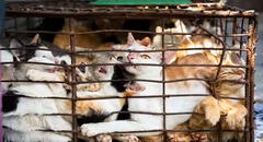 Hallan 2.000 gatos muertos que iban a ser utilizados para fabricar remedios medicinales