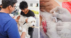 No más perritos perdidos: Surco lanza campaña de microchips gratuitos para mascotas