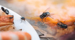 ¿Cómo eliminar las moscas de mi casa sin insecticida? Estos son los trucos caseros más efectivos