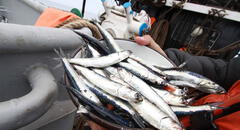 Segunda temporada de pesca de anchoveta 2022 culmina con 1,91 millones TM capturadas