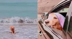 Denuncian que perro murió tras ser víctima de intoxicación en Playa Bujama