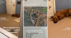 Adoptaron a un perrito, lo devolvieron al refugio y la mascota cayó en una profunda depresión