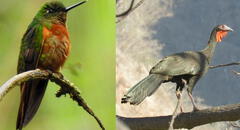 Piura es cuna de especies silvestres