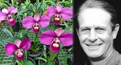 'Zapatito rosado', la hermosa orquídea peruana: ¿cómo fue traficada y patentada por un estadounidense?