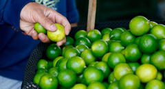 Precio del limón baja y llega a S/8 en mercados por mayor stock