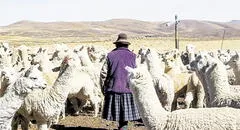 Agricultores y ganaderos de Puno en crisis por falta de lluvias
