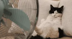 ¿Cómo combatir el calor en las mascotas y qué razas tienen más problemas con este?